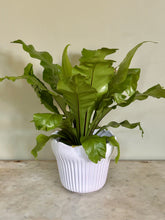 Load image into Gallery viewer, White French Majolica Jardiniere