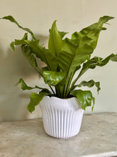 Load image into Gallery viewer, White French Majolica Jardiniere