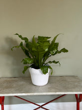 Load image into Gallery viewer, White French Majolica Jardiniere