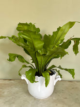 Load image into Gallery viewer, White French Majolica Jardiniere