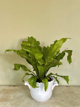 Load image into Gallery viewer, White French Majolica Jardiniere