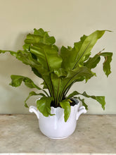 Load image into Gallery viewer, White French Majolica Jardiniere