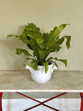 Load image into Gallery viewer, White French Majolica Jardiniere