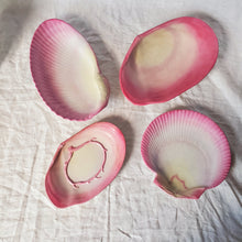 Load image into Gallery viewer, Antique Wedgewood Shell Plates