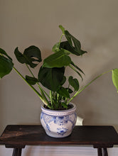 Load image into Gallery viewer, blue and white floral pot plant