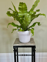 Load image into Gallery viewer, Antique Victorian Plant Stand
