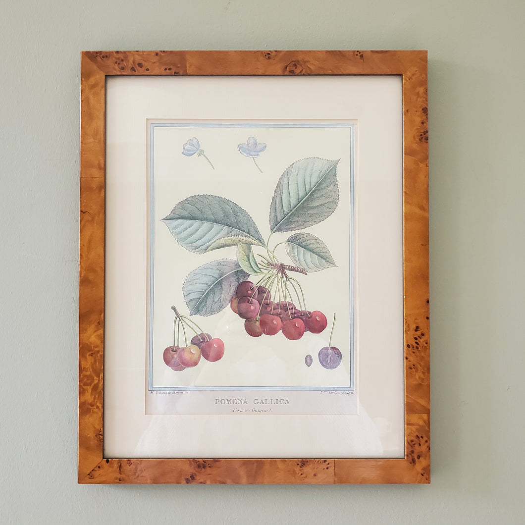 Cherry Sketch Drawing Print