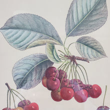 Load image into Gallery viewer, Cherry Sketch Drawing Print
