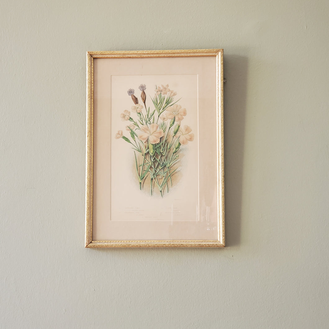 Antique Floral Botanical Print In Gold Gilted Frame