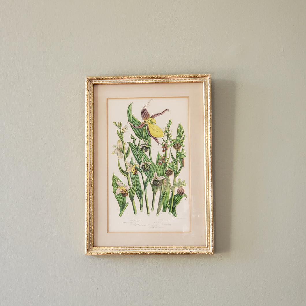 Antique Floral Botanical Print In Gold Gilted Frame