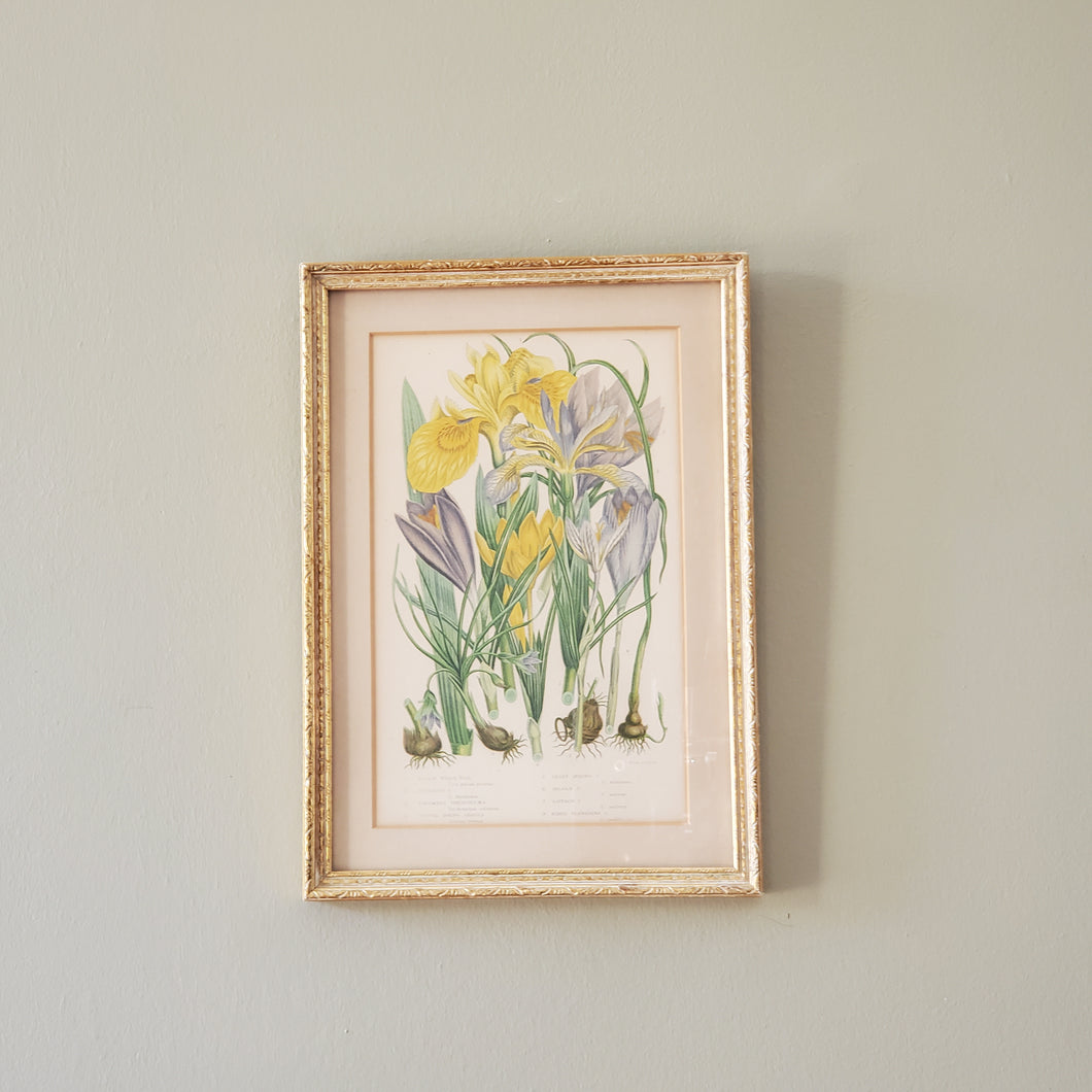 Antique Floral Botanical Print In Gold Gilt Frame
