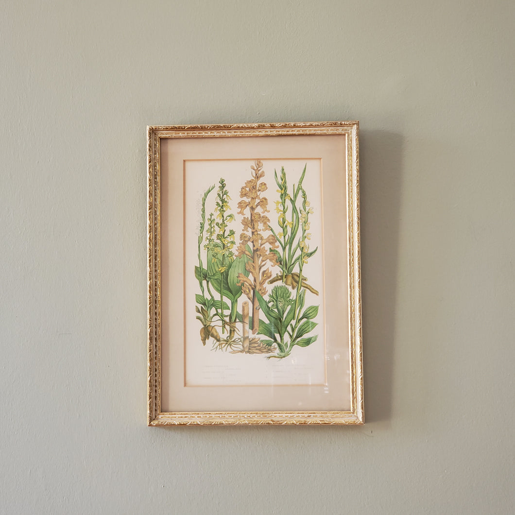 Antique Floral Botanical Print In Gold Gilted Frame