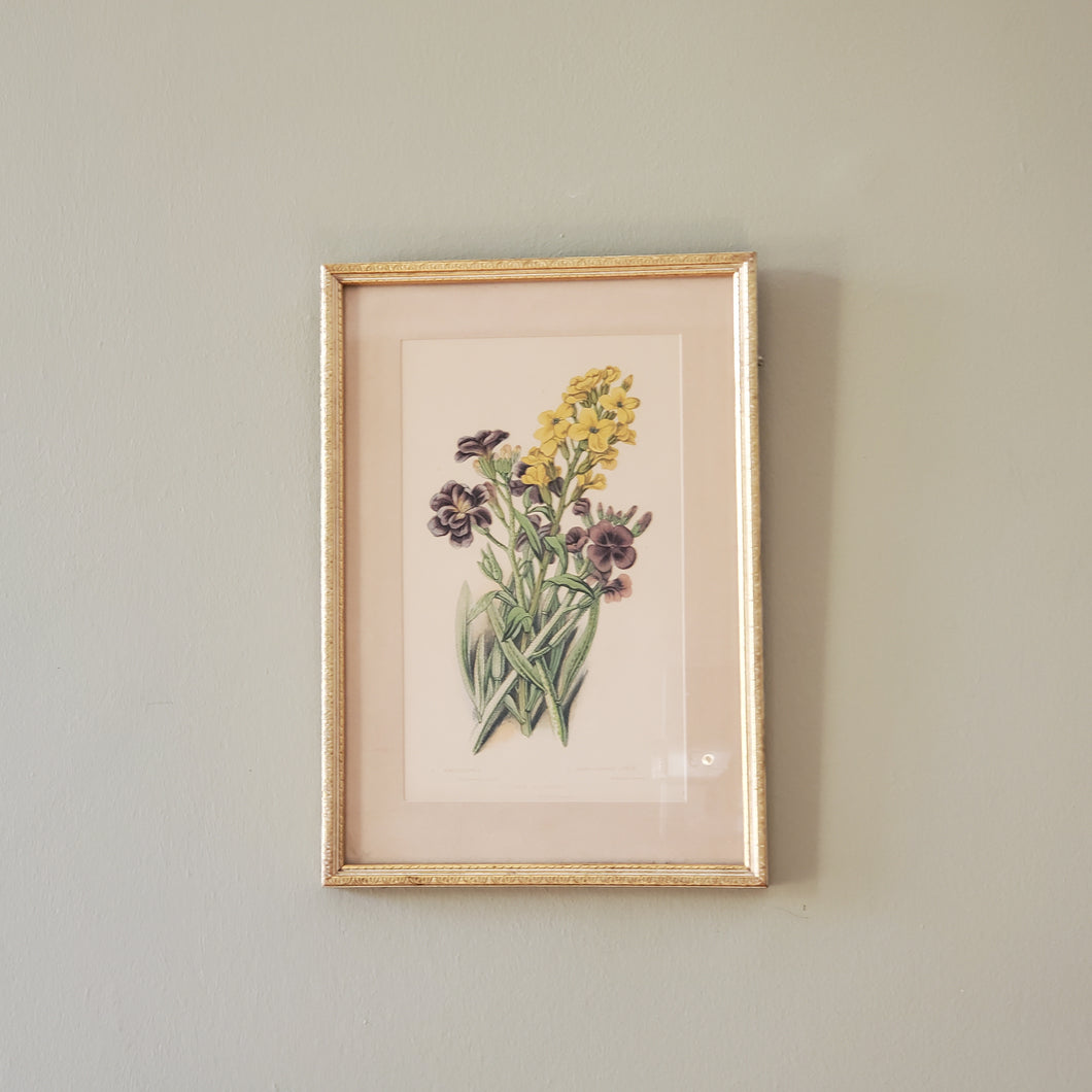 Antique Floral Botanical Print In Gold Gilt Frame