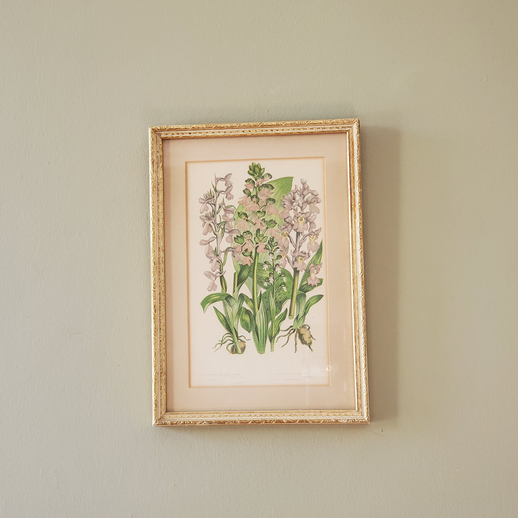 Antique Floral Botanical Print In Gold Gilt Frame