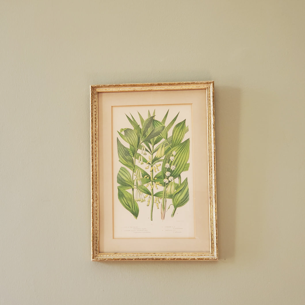 Antique Floral Botanical Print In Gold Gilt Frame