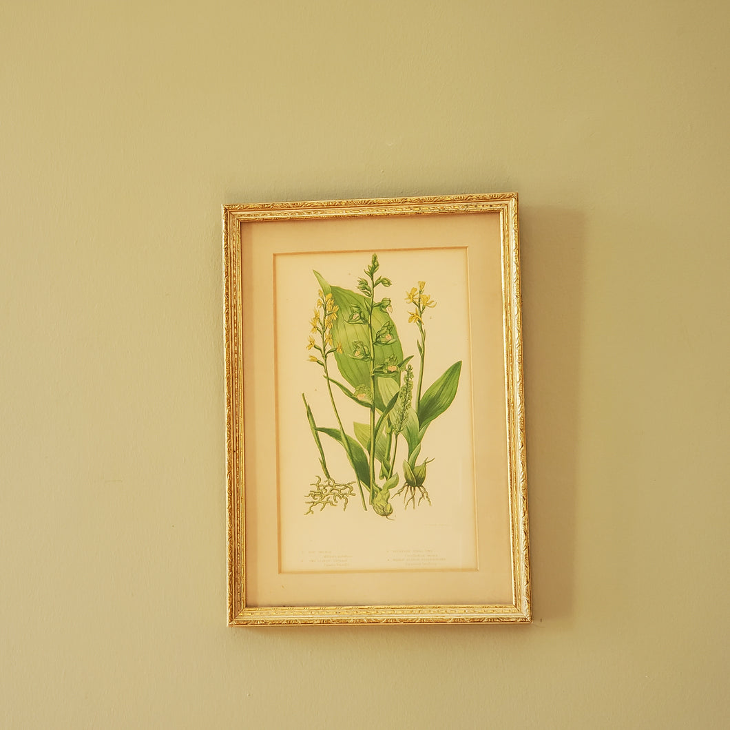 Antique Floral Botanical Print In Gold Gilt Frame
