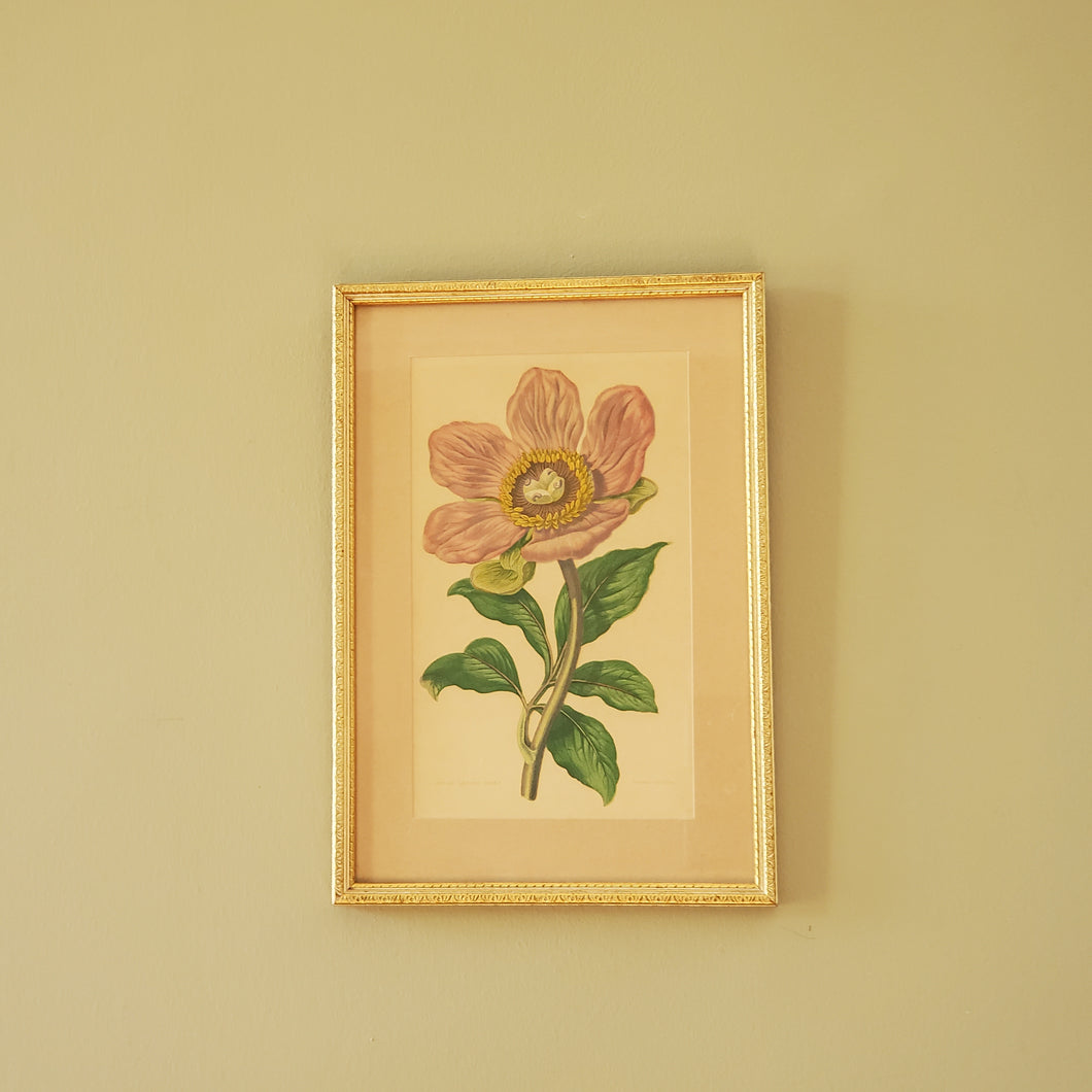 Antique Floral Botanical Print In Gold Gilt Frame