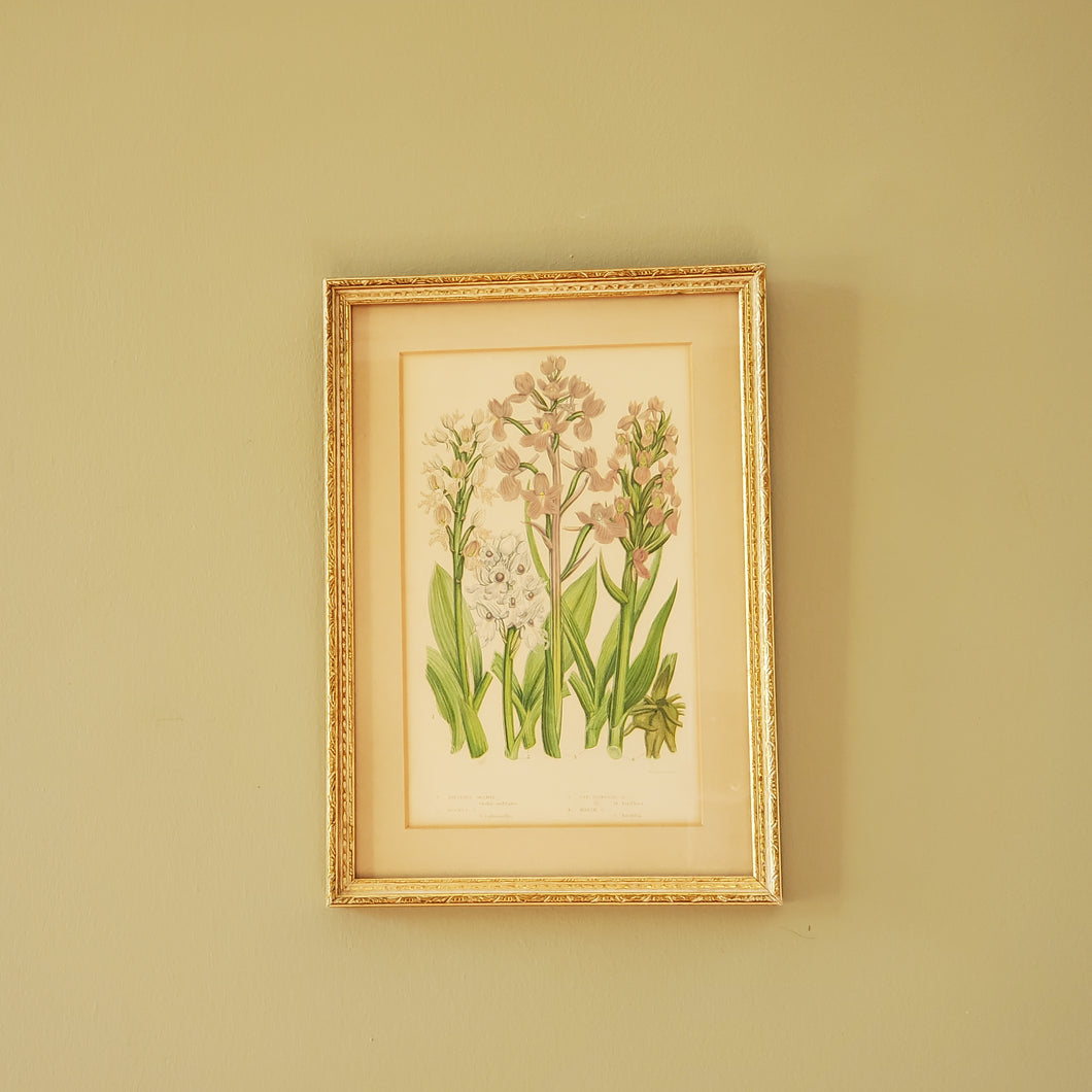 Antique Floral Botanical Print In Gold Gilt Frame