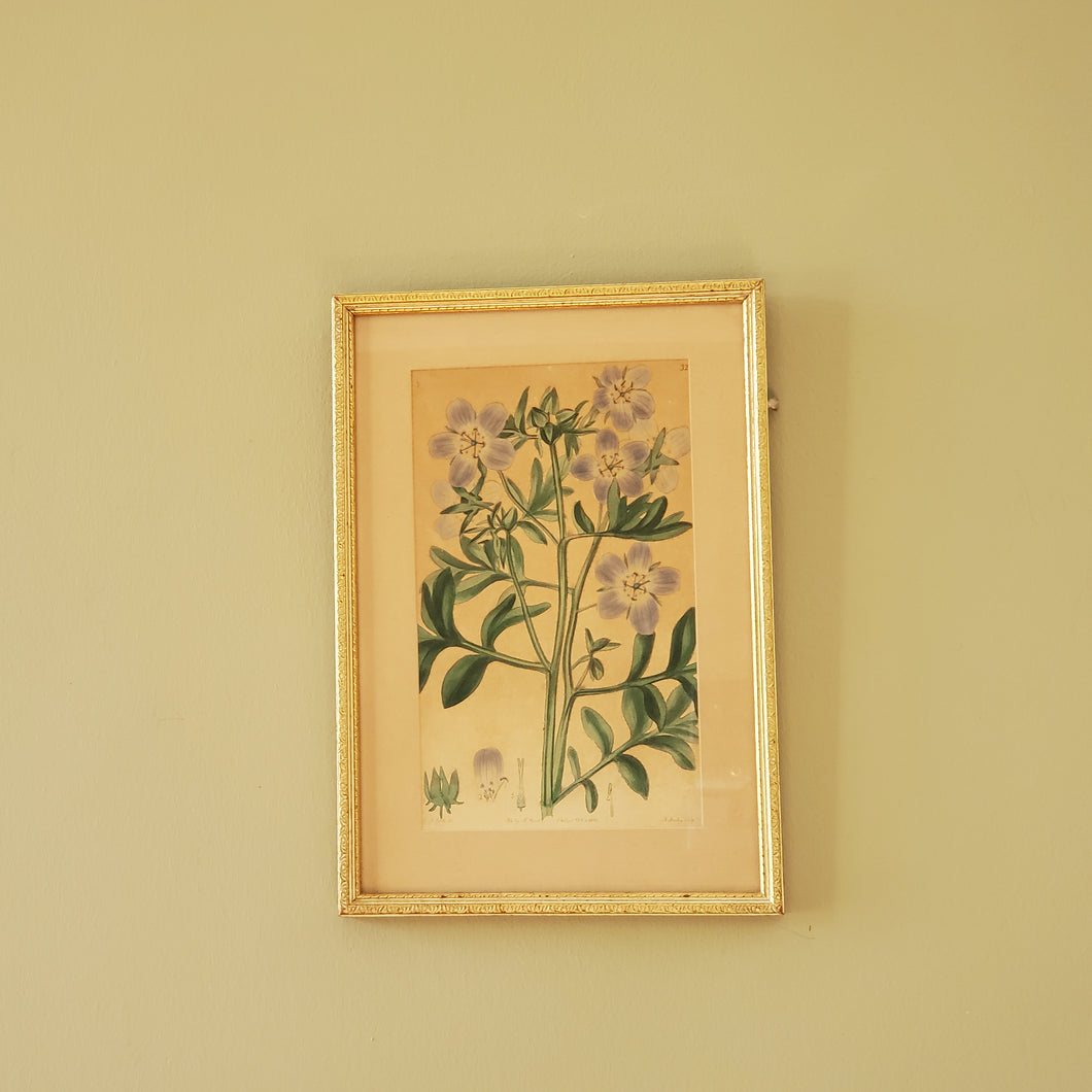 Antique Floral Botanical Print In Gold Gilt Frame