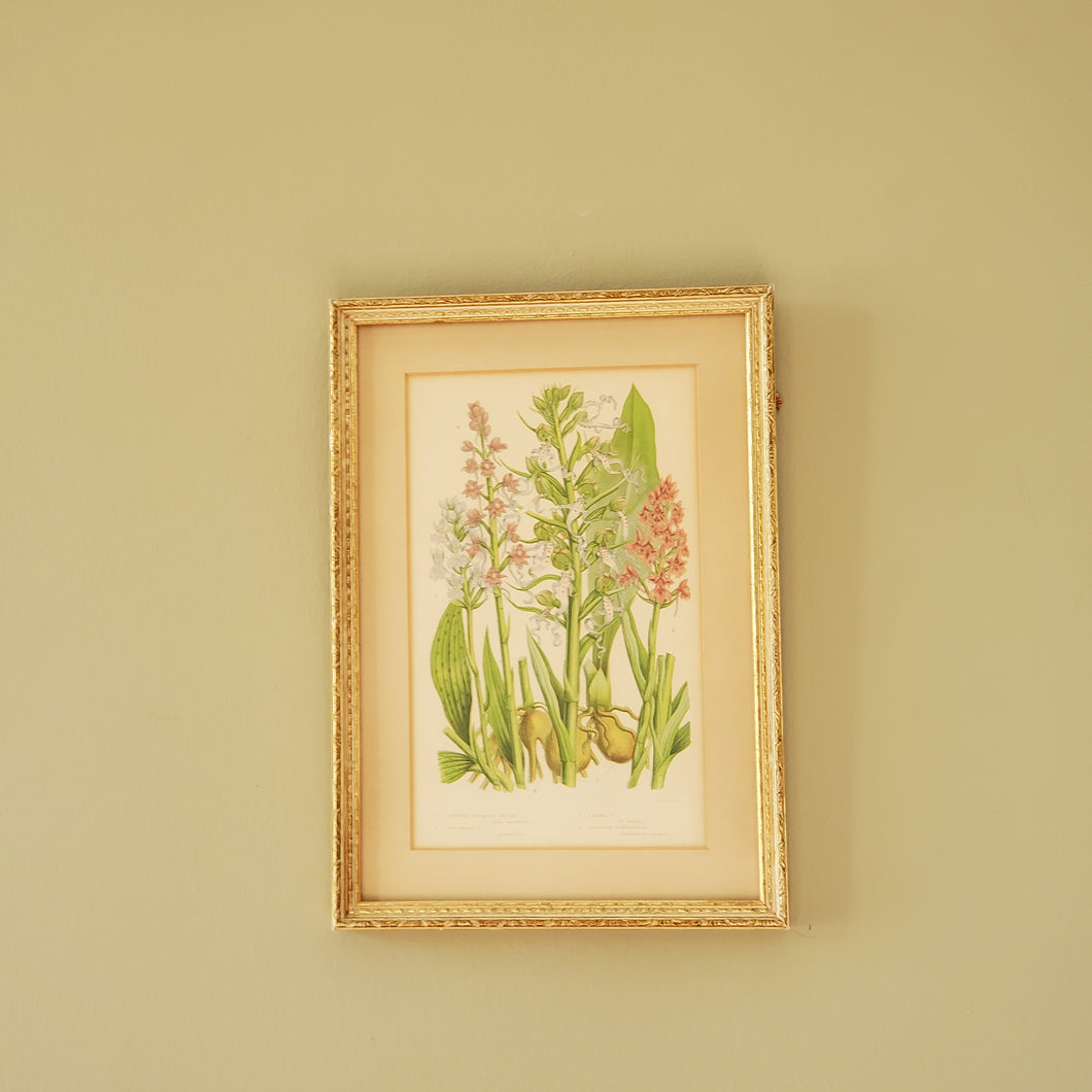 Antique Floral Botanical Print In Gold Gilt Frame