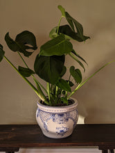 Load image into Gallery viewer, ceramic blue and white floral pot plant
