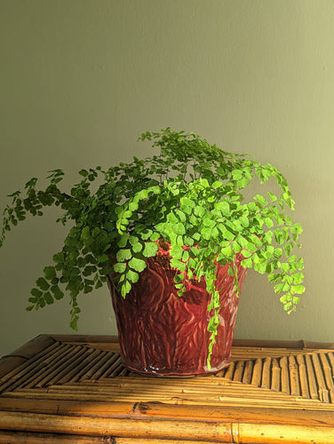 red ceramic majolica plant pot
